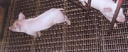 PigstyiNSSC 160Rj